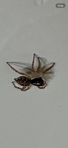 Half-edged Wall Jumping Spider