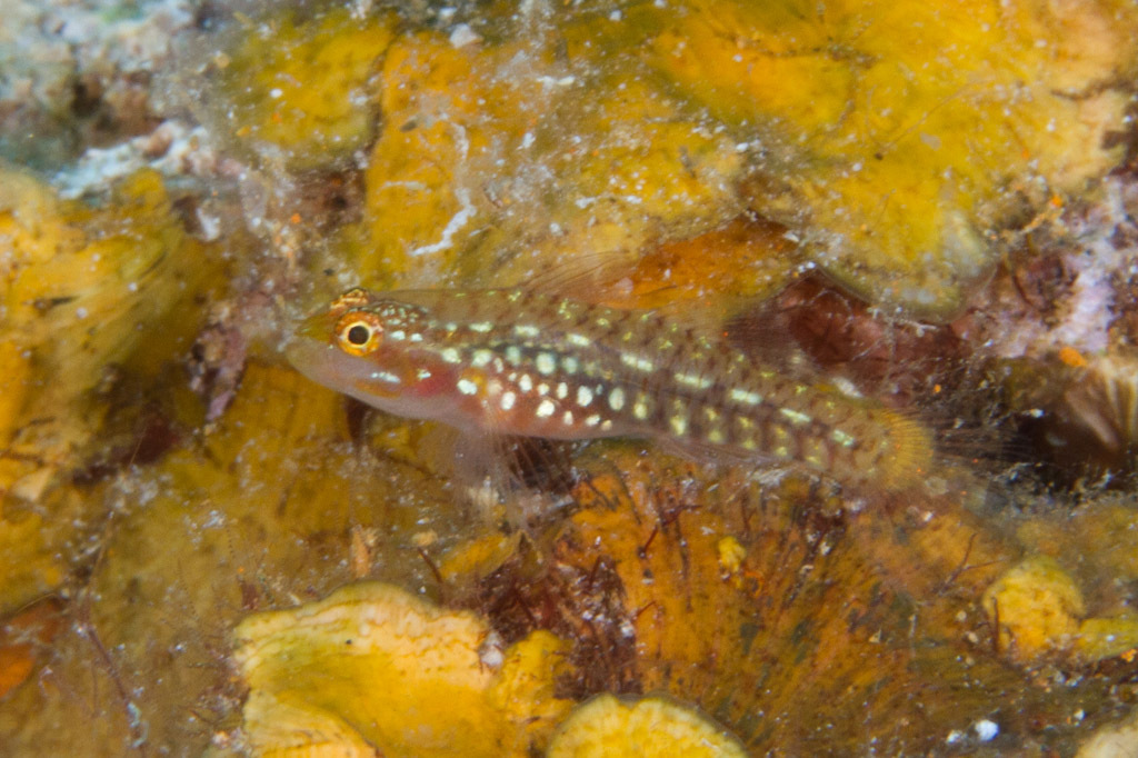 Belly-Spotted Pygmy-Goby