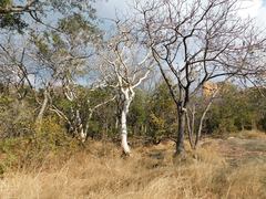 Albizia tanganyicensis