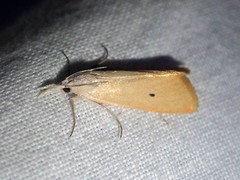Scirpophaga incertulas