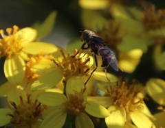 Eristalodes