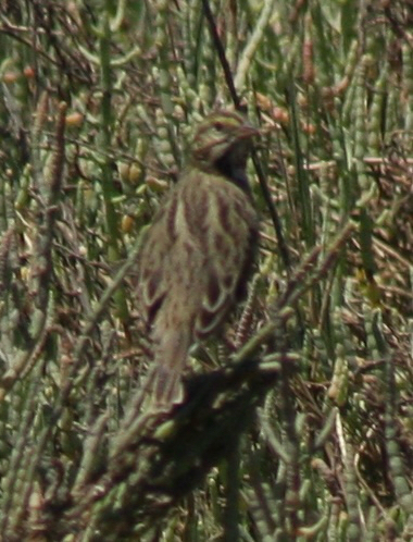 iNaturalist observation photo of Savannah Sparrow
