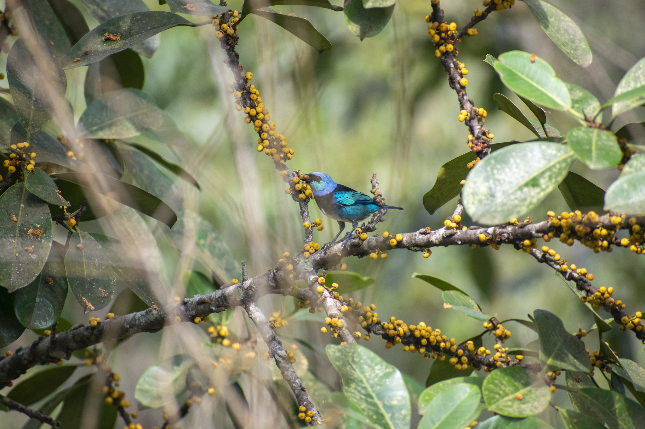 Masked Tanager illustration