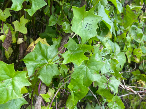 Delairea odorata observed 2026-08-19
