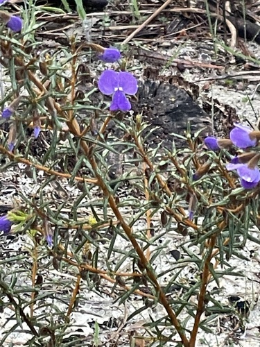 Hovea pungens, photograph 6