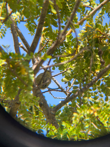 Chlorodrepanis virens observed 2026-08-19