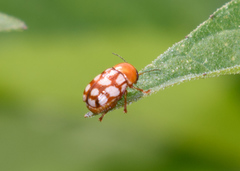 Cryptocephalus guttulatus