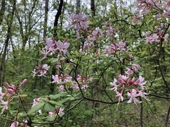 Rhododendron prinophyllum