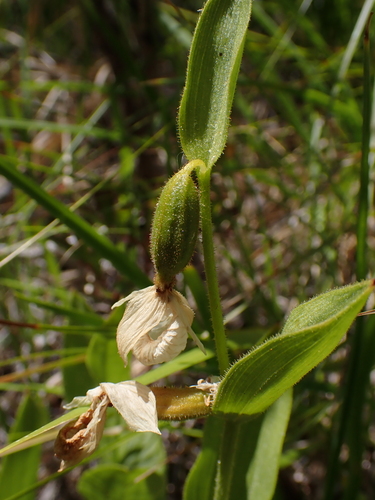 Cypripedium californicum, photograph 5