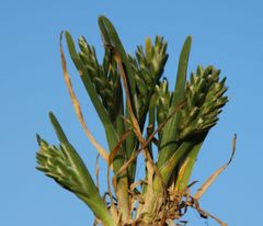 Sclerochloa dura