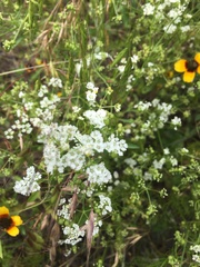 Bifora americana