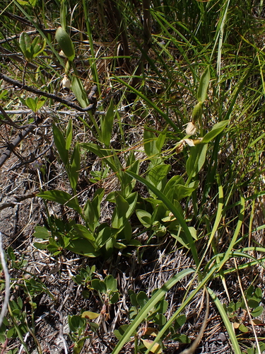 Cypripedium californicum, photograph 6