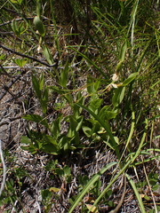 Cypripedium californicum, photograph author not stated, no rights reserved