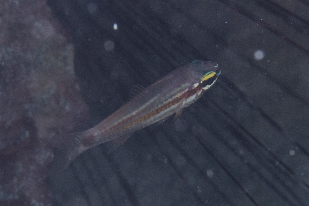 Band-Spot Cardinalfish