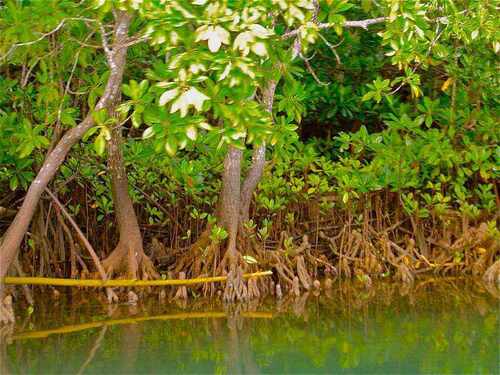 orange mangrove