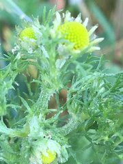 Matricaria