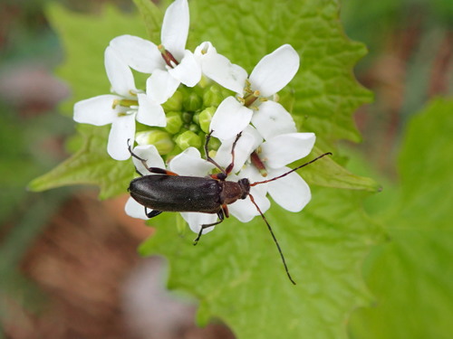 Pušinis skujagraužis