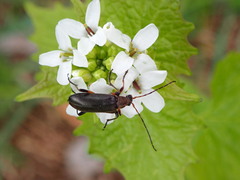 Cortodera femorata