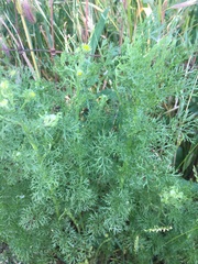 Matricaria