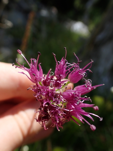 Allium validum, photograph 3