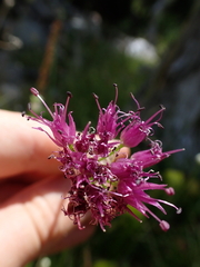 Allium validum, photograph author not stated, no rights reserved