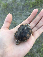 Malaclemys terrapin pileata