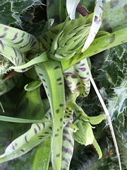 Dactylorhiza maculata