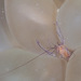 Bubble Coral Shrimp - Photo (c) Mark Rosenstein, some rights reserved (CC BY-NC-SA), uploaded by Mark Rosenstein