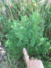 Matricaria