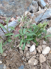 Silene vulgaris