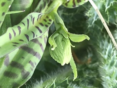 Dactylorhiza maculata