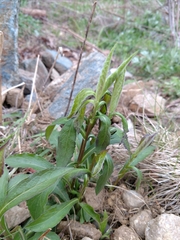Silene vulgaris