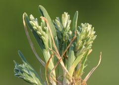Sclerochloa dura