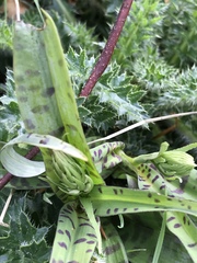 Dactylorhiza maculata
