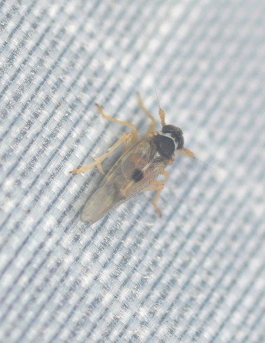 Delphacodes, 2026-08-15