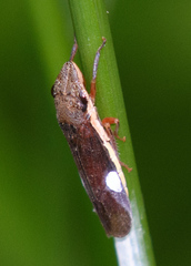 Homalodisca insolita