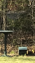 Dumetella carolinensis