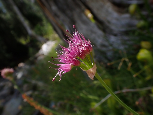 Allium validum, photograph 5