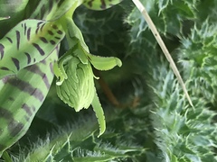 Dactylorhiza maculata