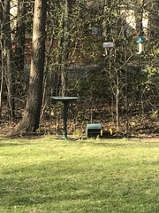 Dumetella carolinensis