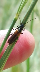 Oedemera simplex