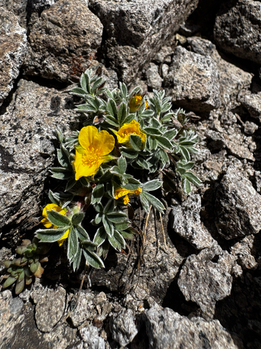 Potentilla angelliae