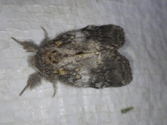 Peridea basitriens