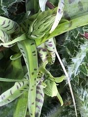 Dactylorhiza maculata