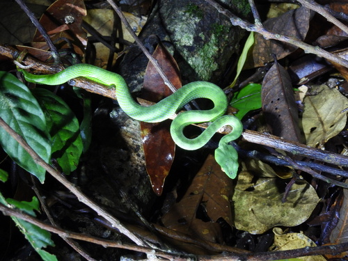 Siamese Peninsula Pitviper