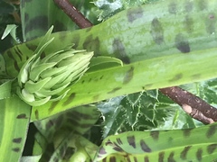 Dactylorhiza maculata