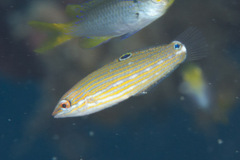 Halichoeres leucurus