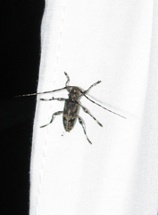 Graphisurus fasciatus