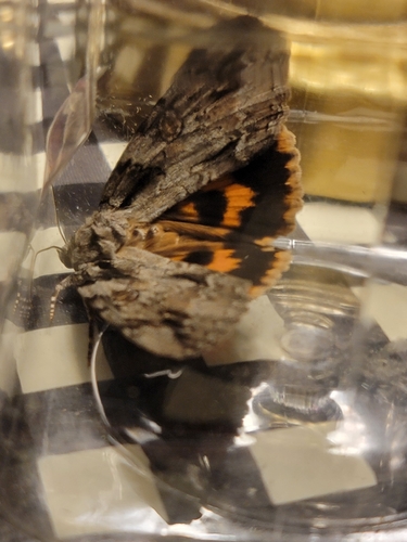 Bride Underwing photo 6