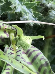 Dactylorhiza maculata